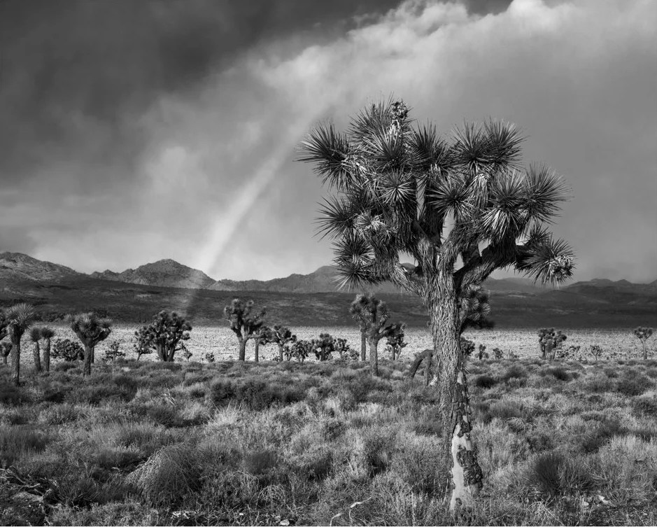 Rainbow and Joshua tree, Saline Valley Road — Paul Rice