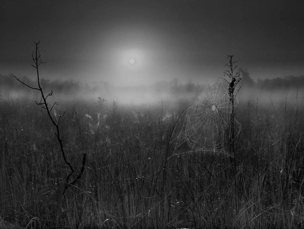 Spider web at sunrise, the Everglades — Paul Rice