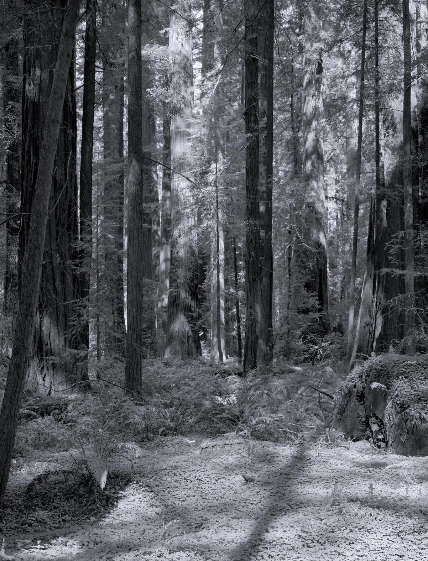 Redwood forest, Northern California — Paul Rice