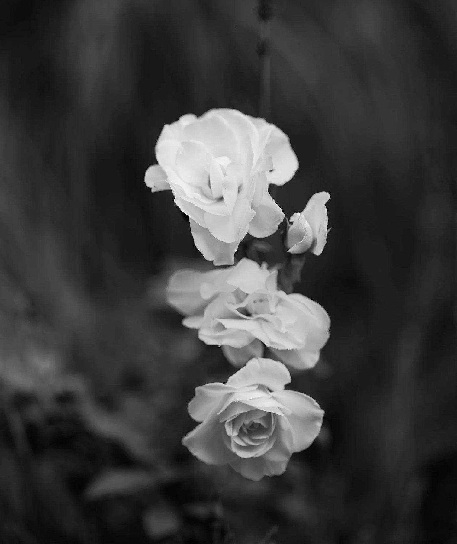 Flowers in grey — Paul Rice